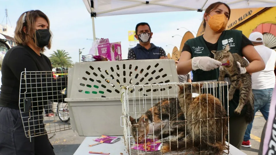 Ingresa CDMX a regulacion en la venta de animales por internet